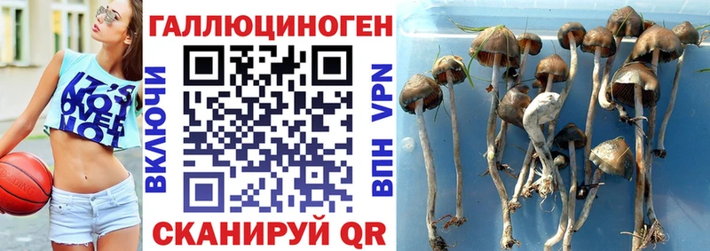 Галлюциногенные грибы Psilocybine cubensis  цены наркотик  Златоуст 